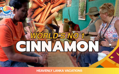 Is Sri Lankan Cinnamon the Best in the World? Get Up Close with Sri Lankan Cinnamon Making.