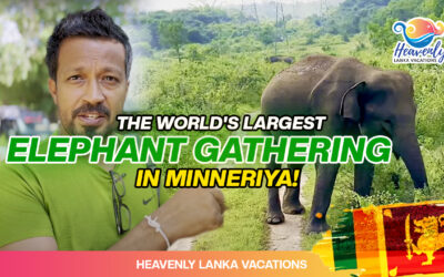 The World’s Largest Elephant Gathering in Minneriya: Unforgettable Experience