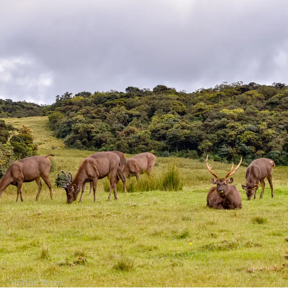 Horton Plains 2