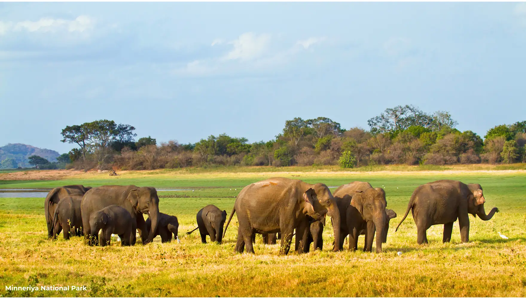 Minneriya Natinal Park