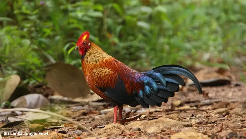 Sri Lanka Jungle Fowl