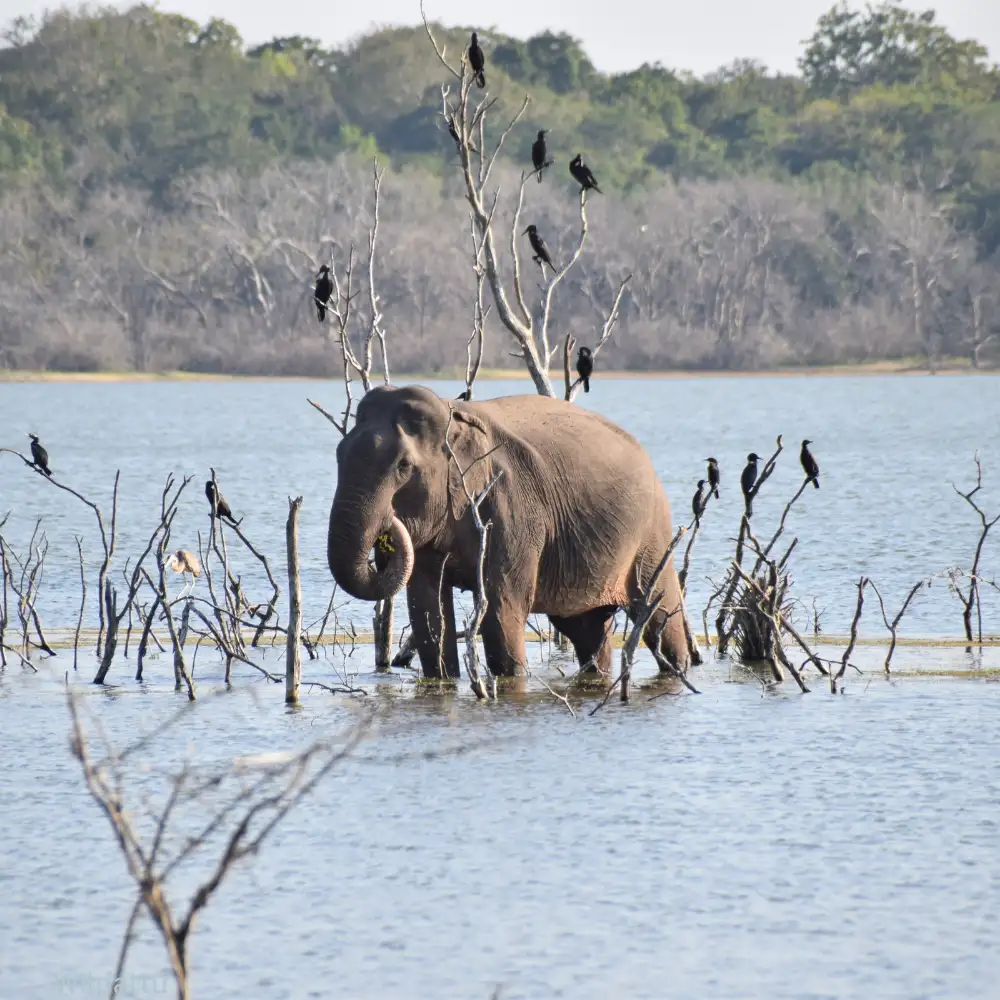 Wilpattu