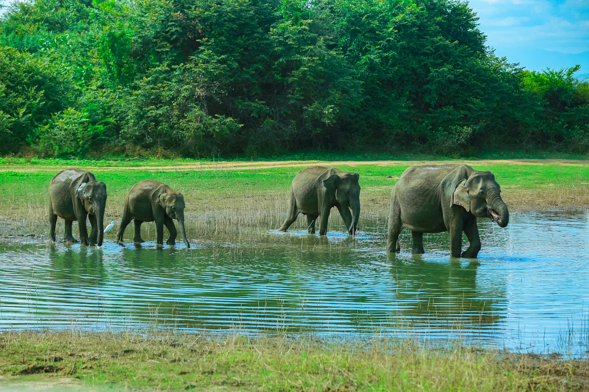 elephants