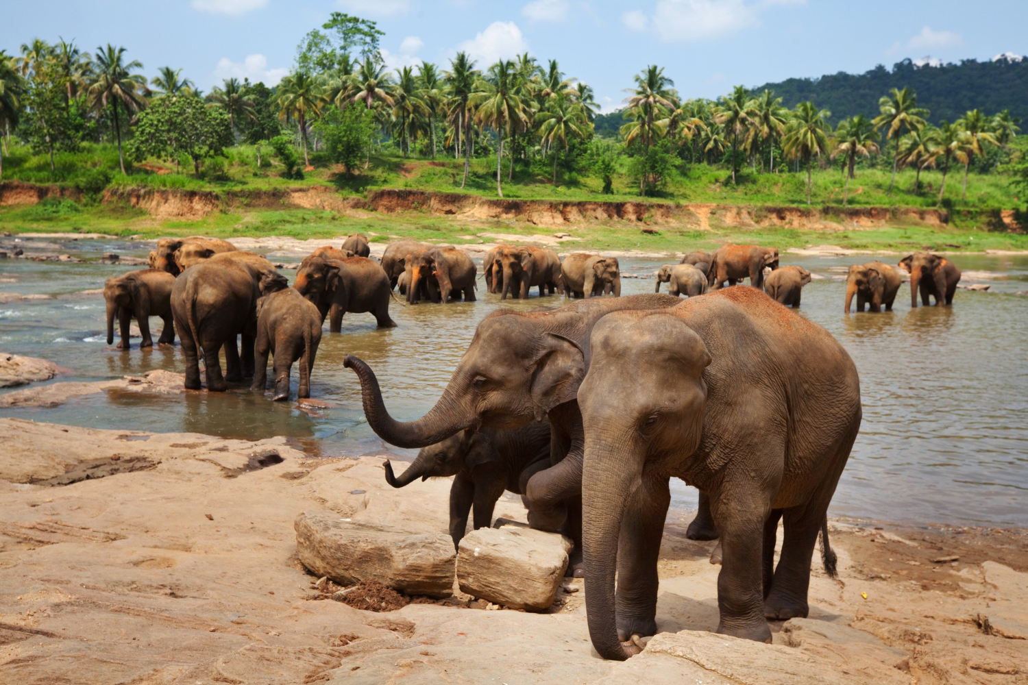 elephants in sri lanka