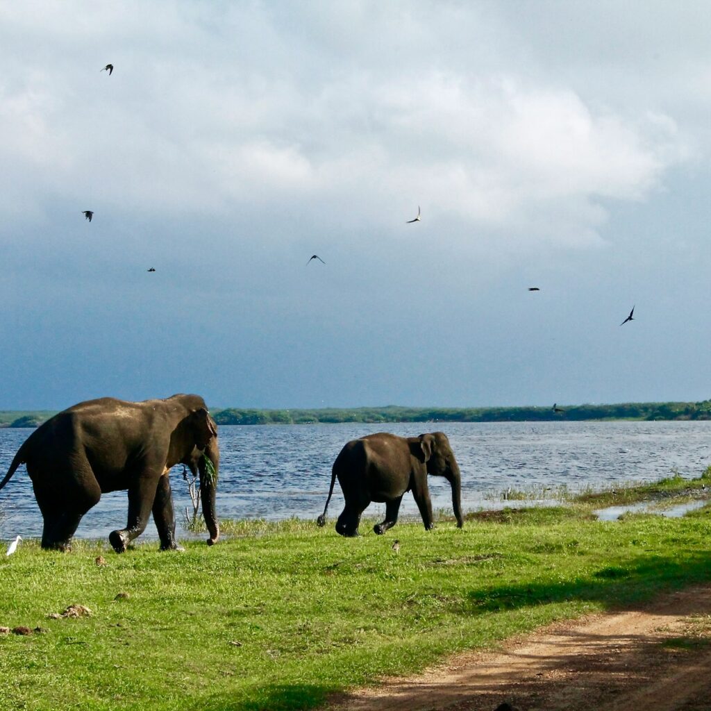 sri lanka