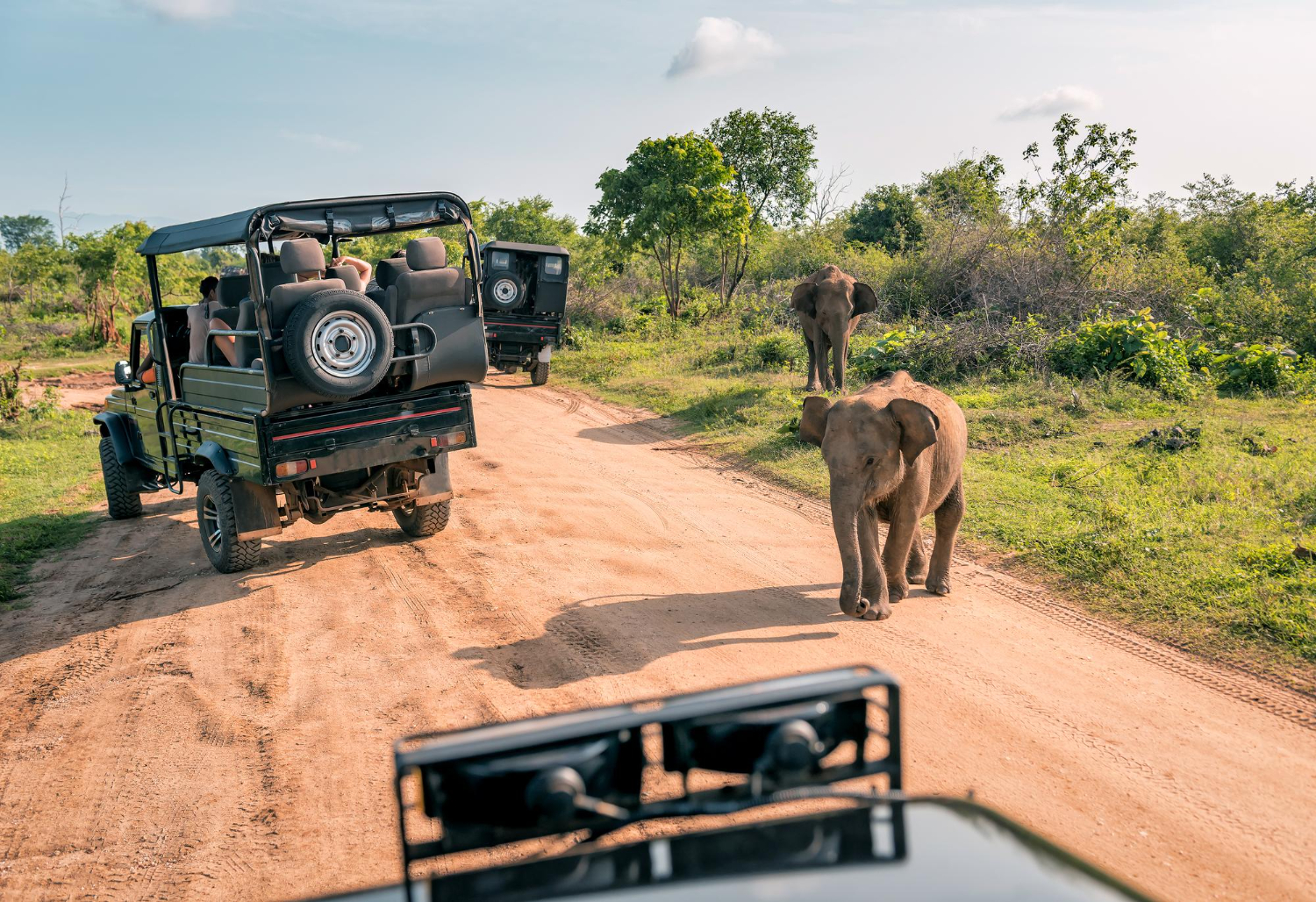 safari