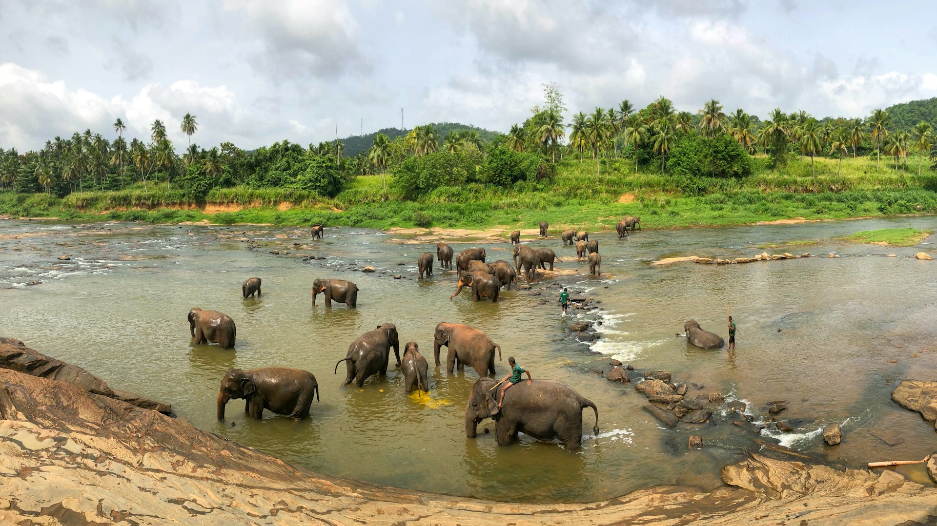 elephants of sri lanka